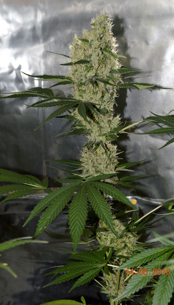 Panama donkeydick