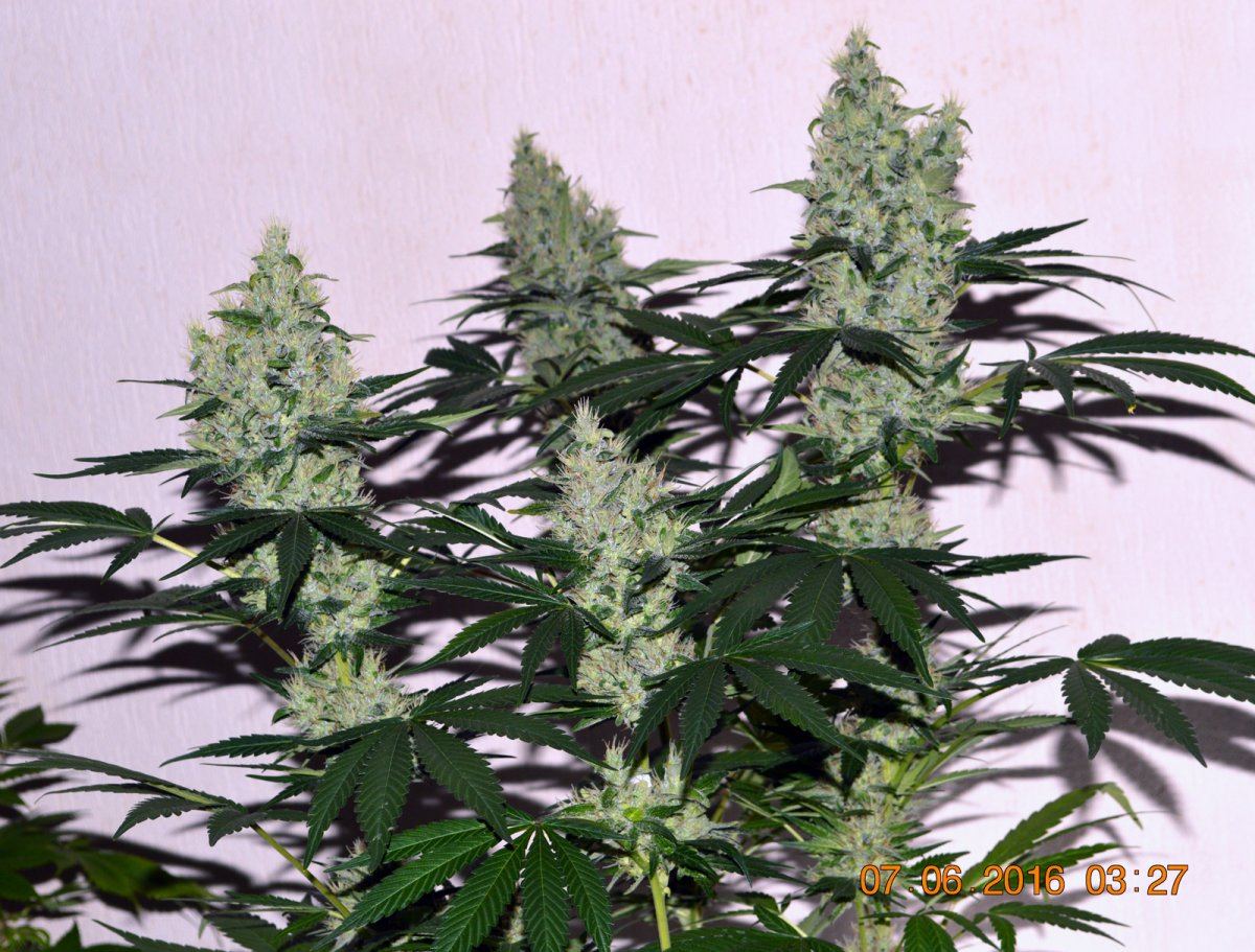 Panamacolas