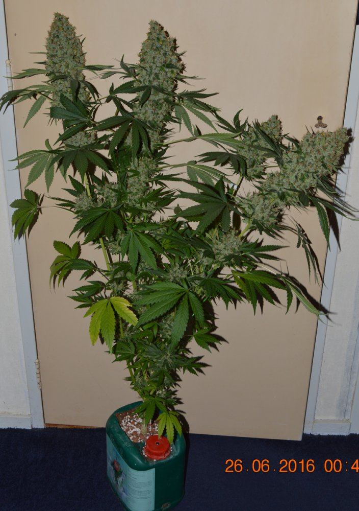 PanamaDone