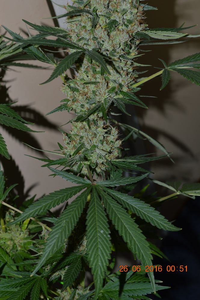 PanamaDone2