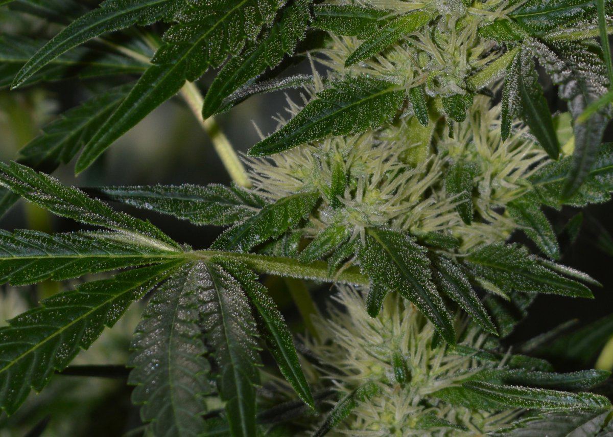 Panamafrost