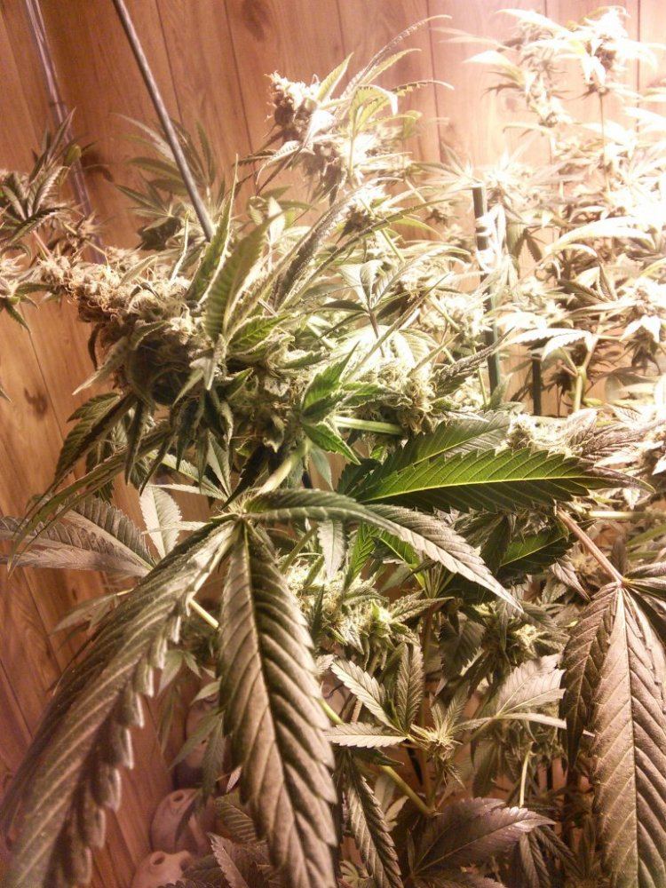 Panamaredxmedicineman