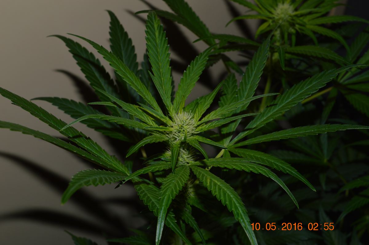 Panamflower2
