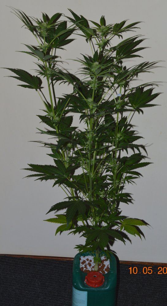 Panamtall