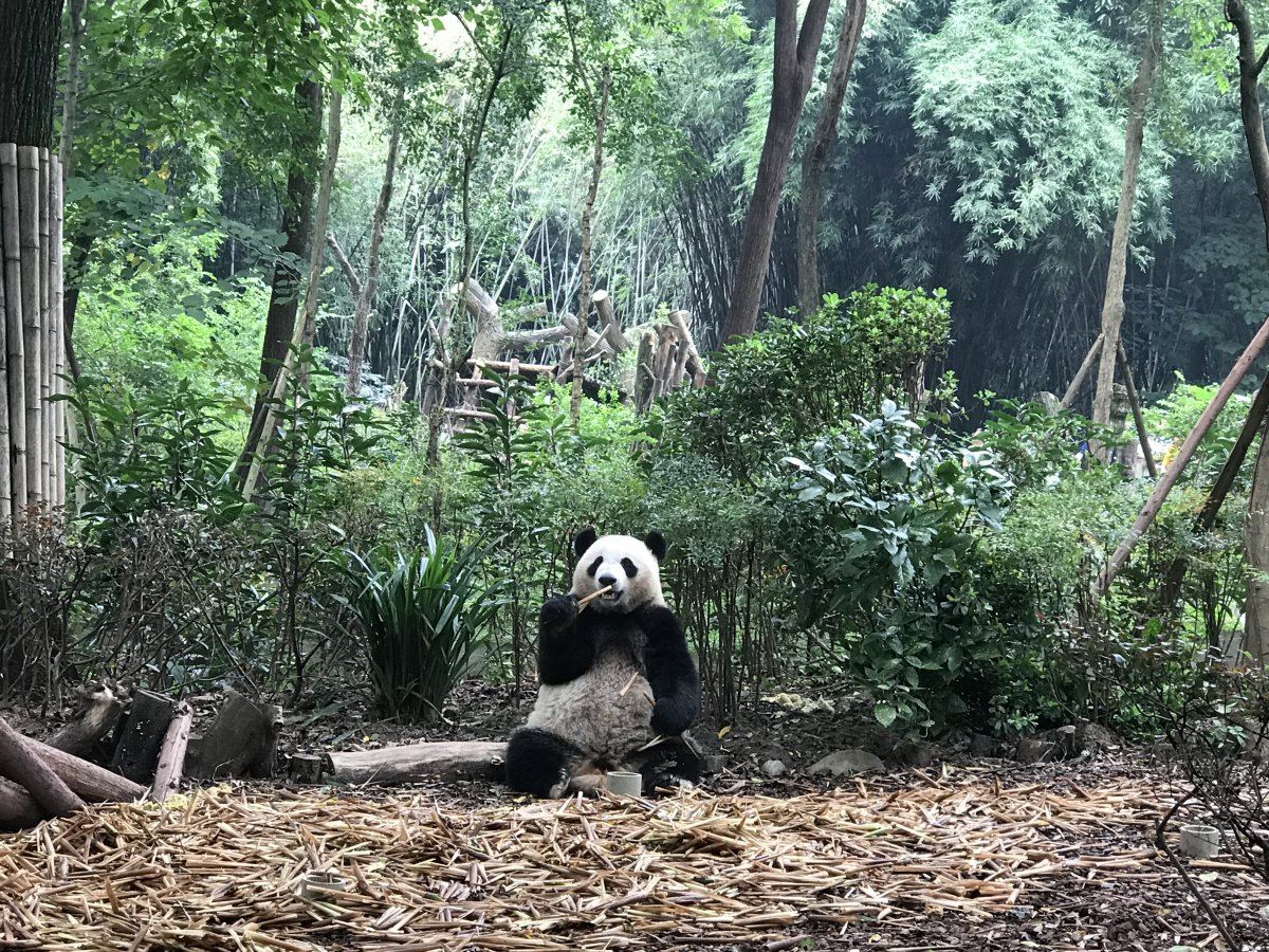 Panda