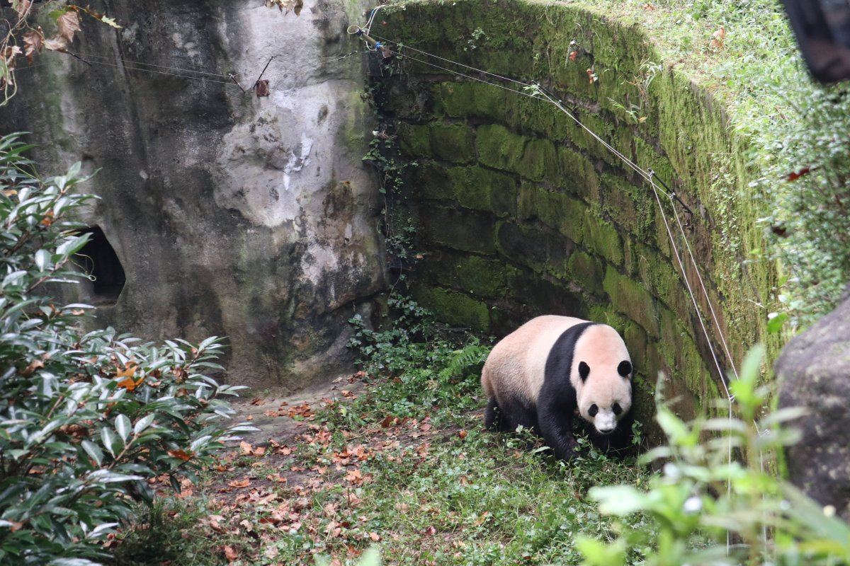 Panda01
