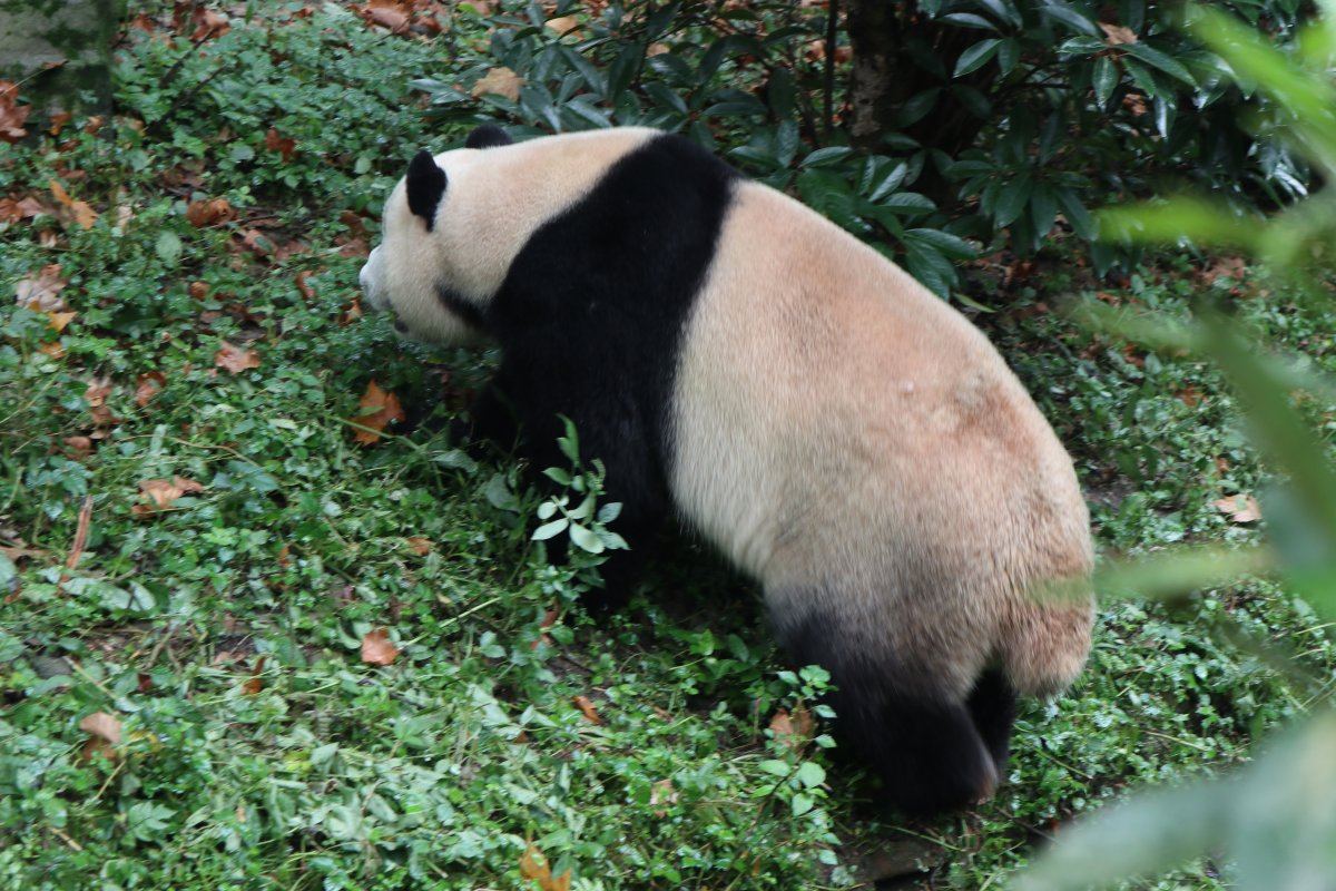 Panda02