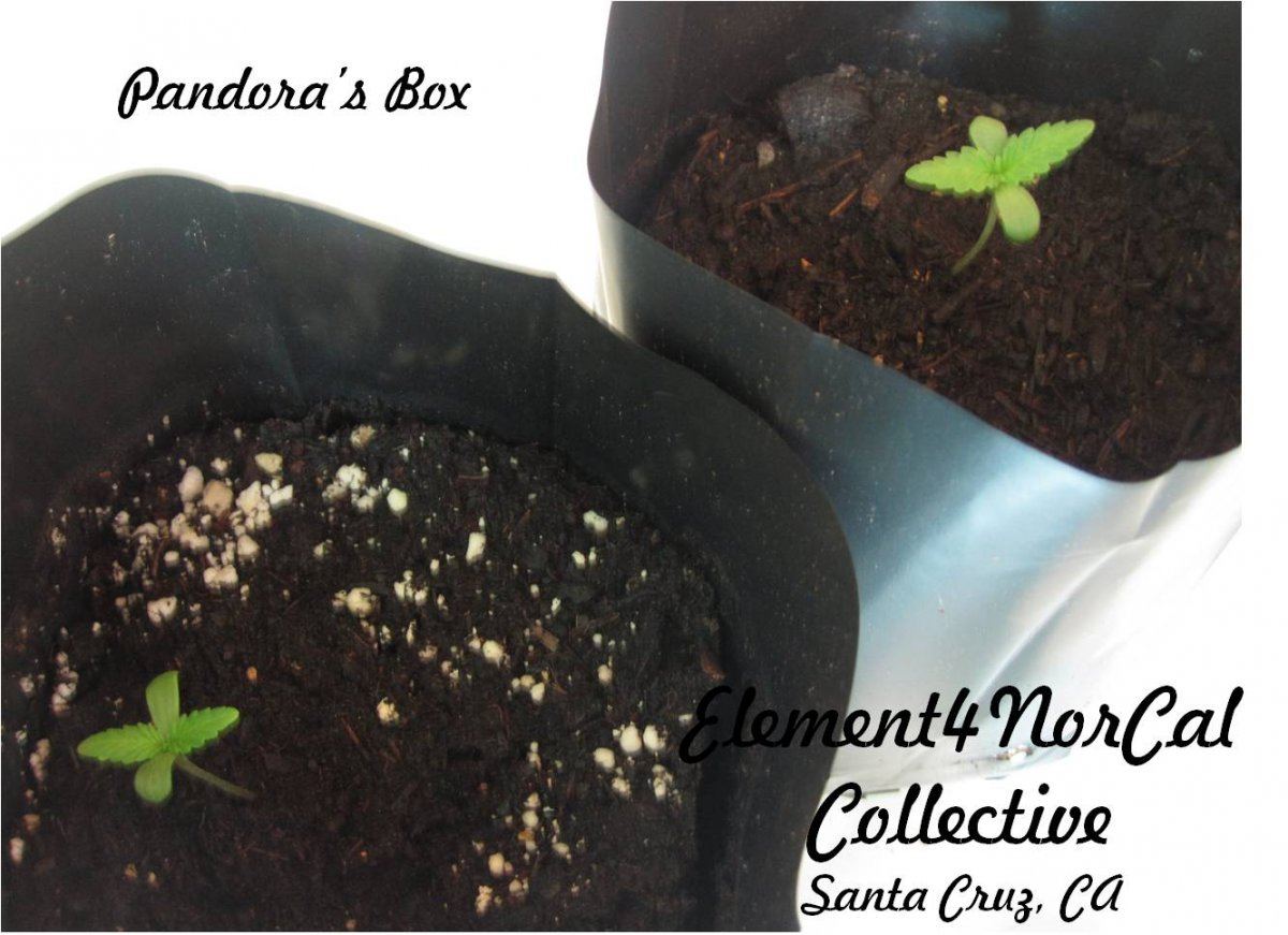 Pandoras box sprouts