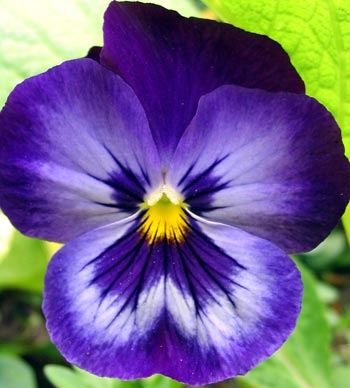 Pansy sf