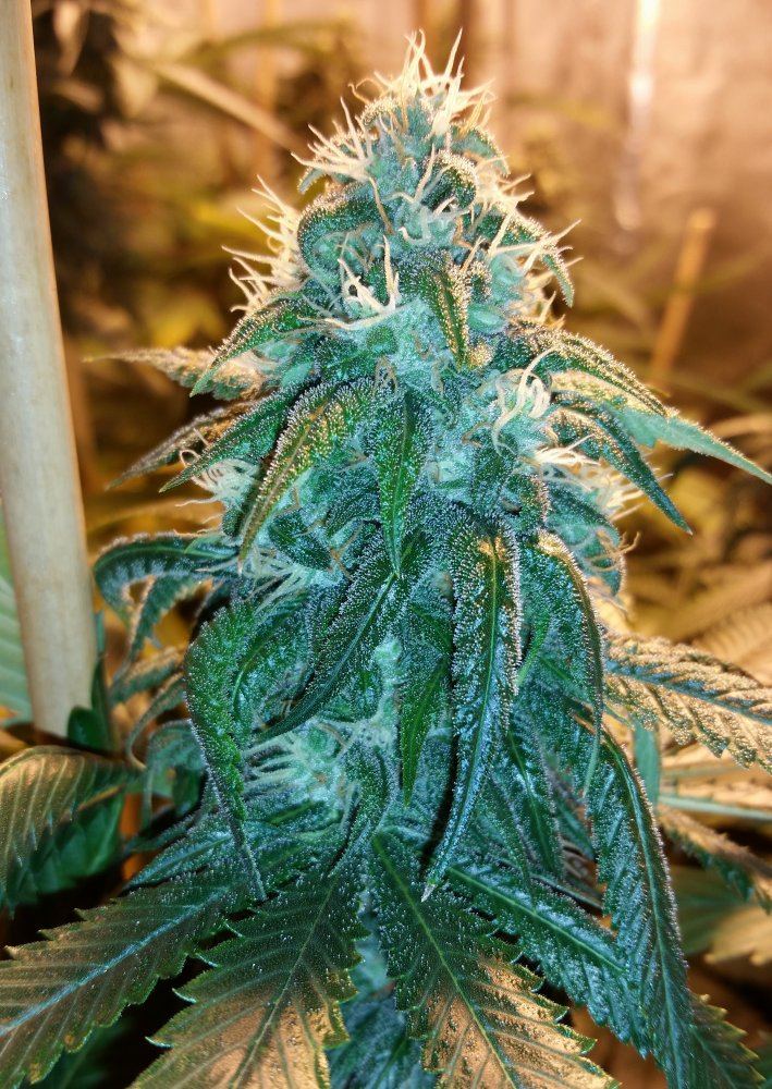 Papa Indica 2