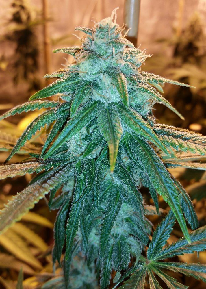 Papa Indica 3