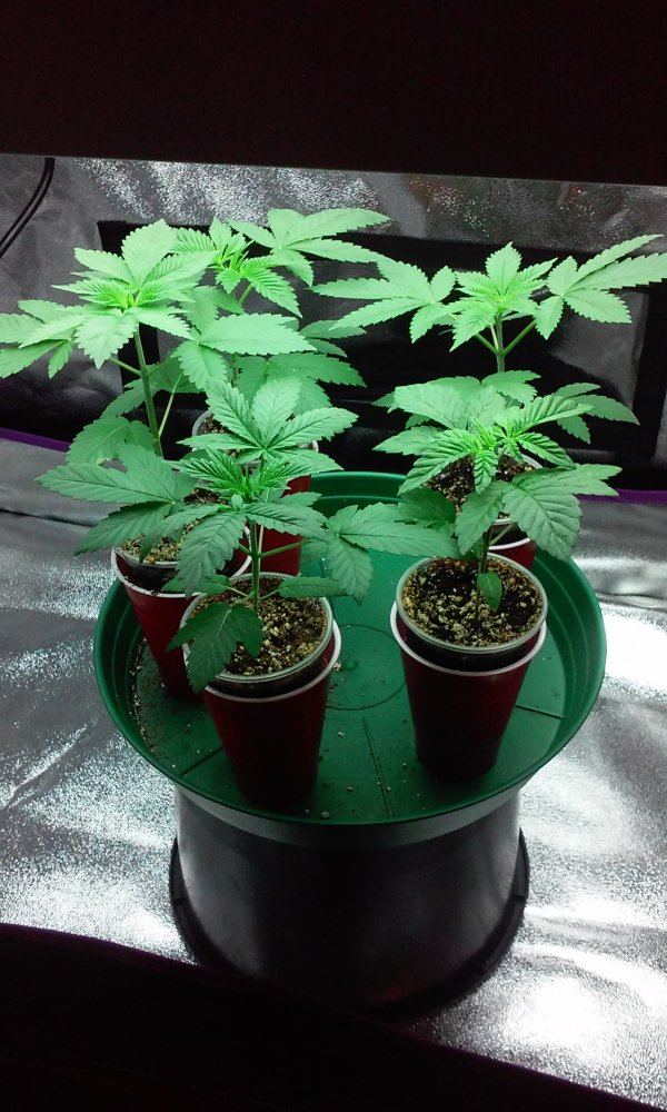 Papa indicas kandy 3