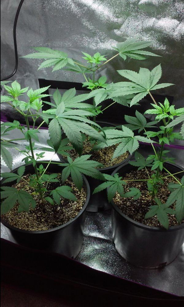 Papa indicas kandy 4