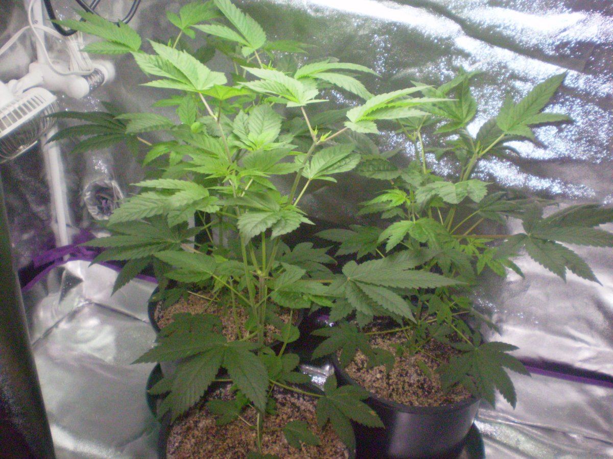 Papa indicas kandy 5