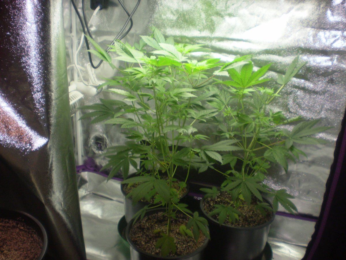 Papa indicas kandy 6