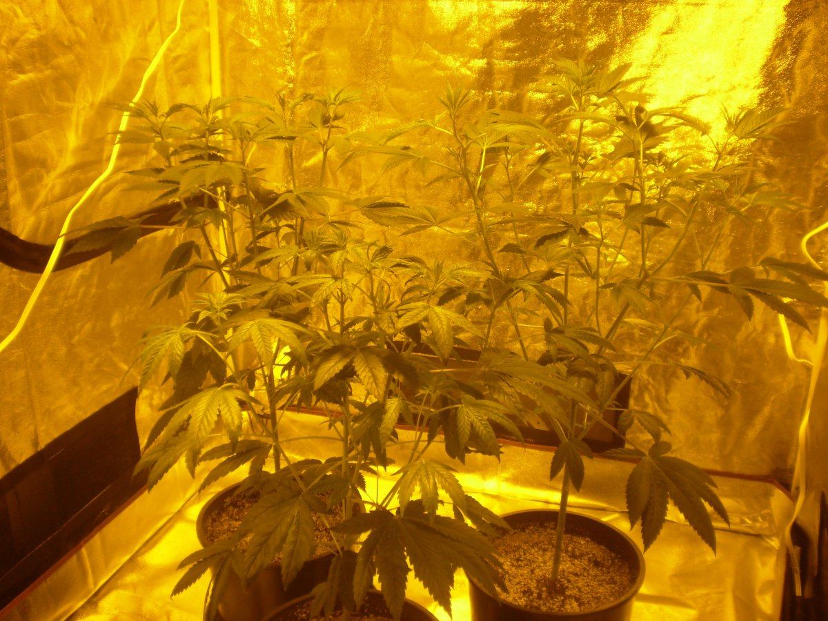 Papa indicas kandy 7