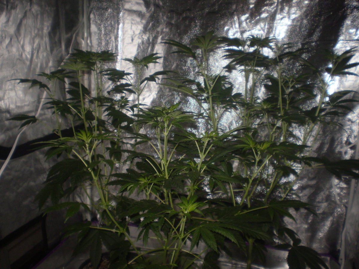 Papa indicas kandy 8
