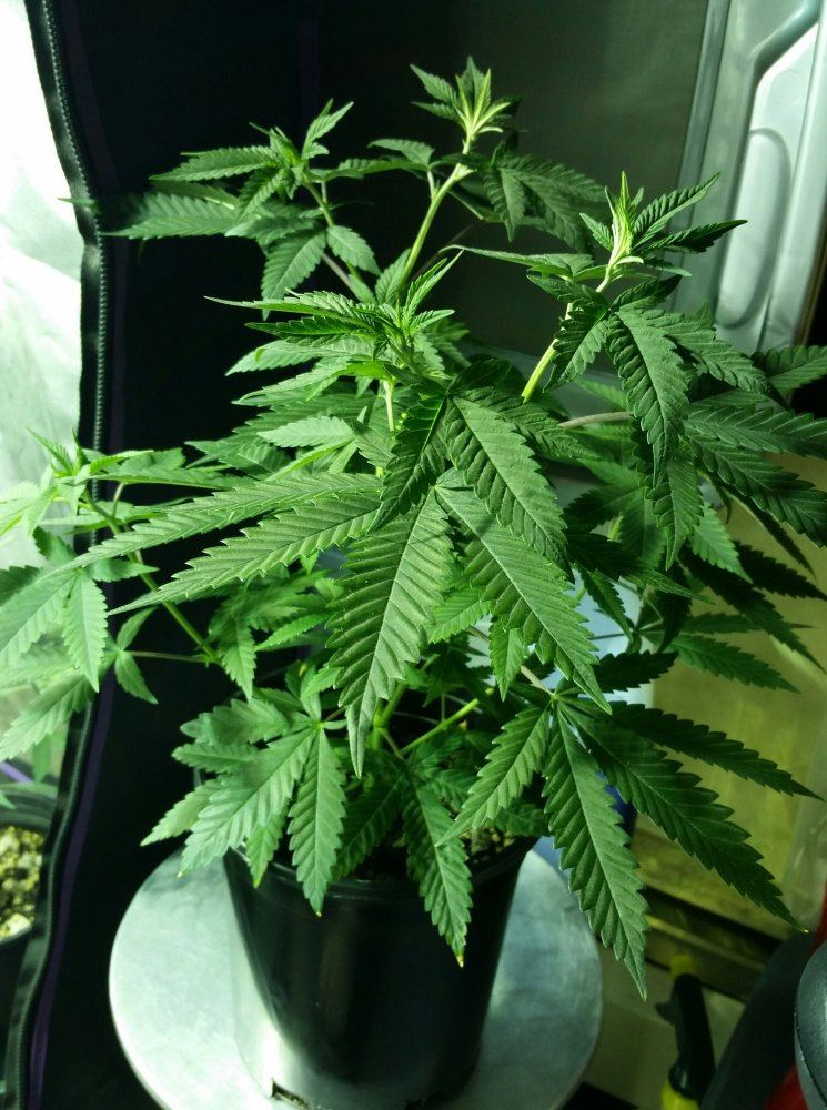 PapaIndica