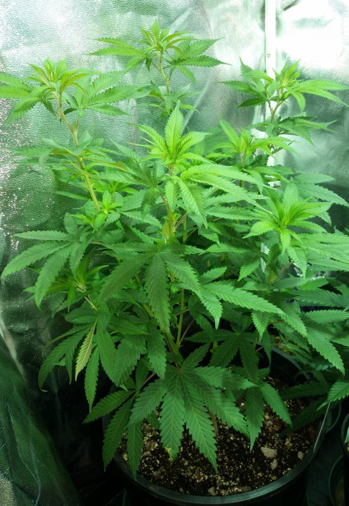 PapaIndica