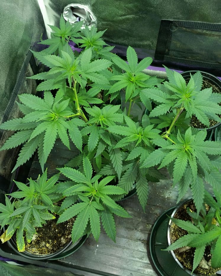 PapaIndica2