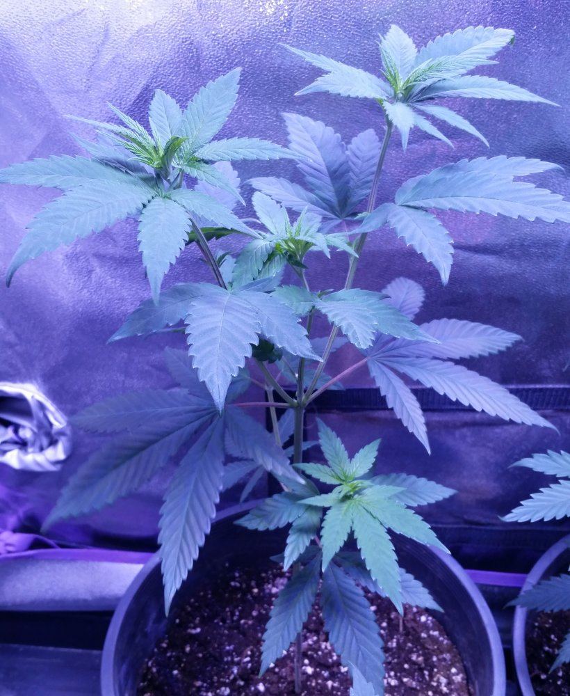 PapaindicaGojiOG111417