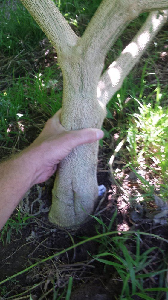 Papaya stalk