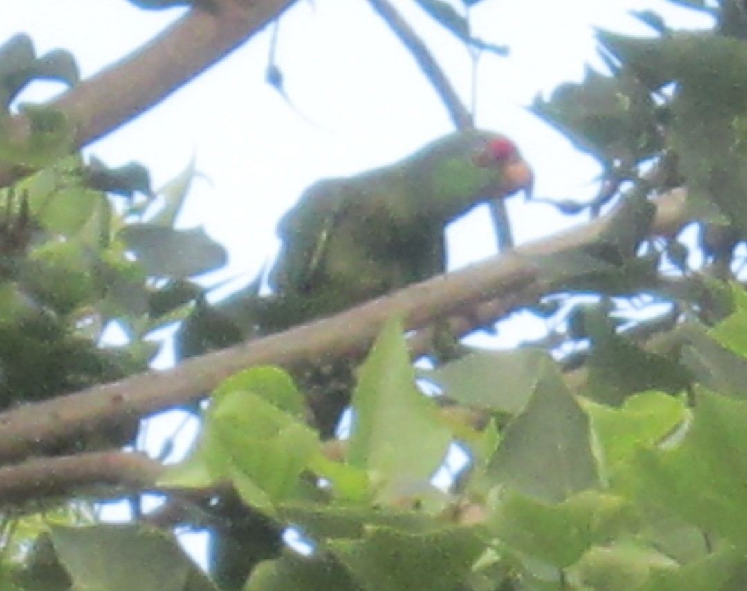 Parrot1