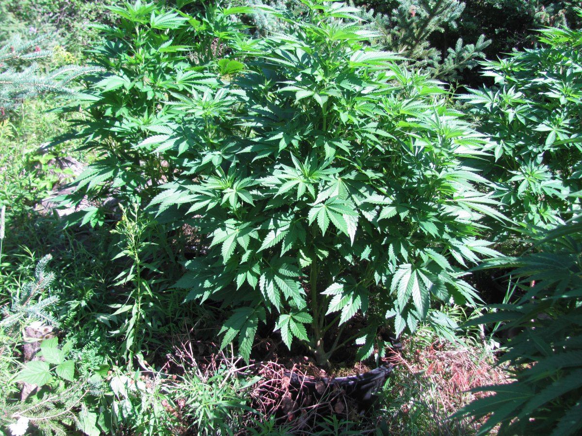 Patchgrowers patch 11