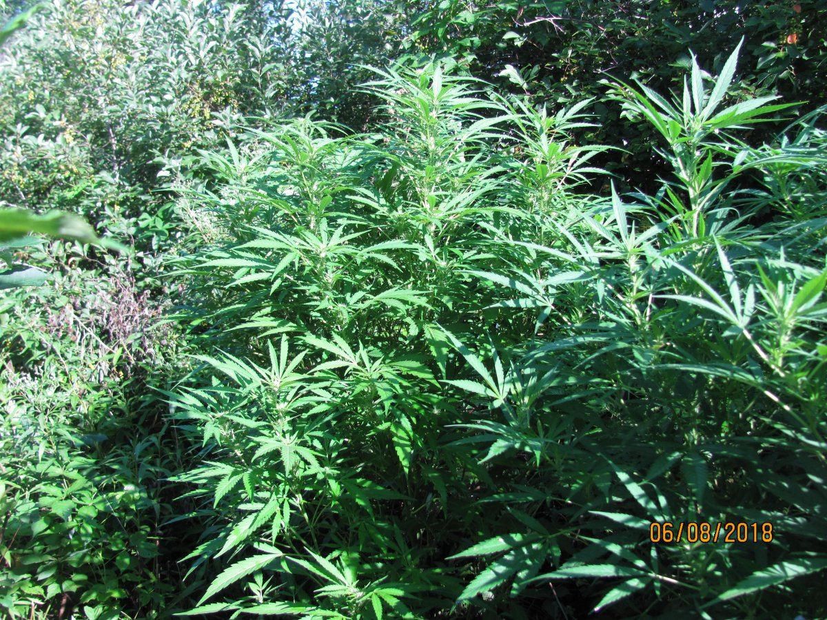 Patchgrowers patch 3