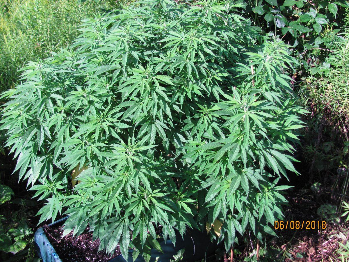Patchgrowers patch 4