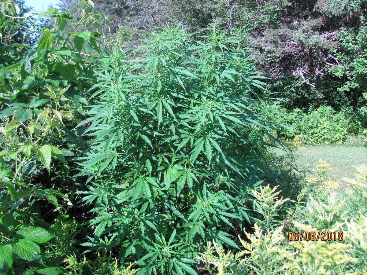 Patchgrowers patch 5