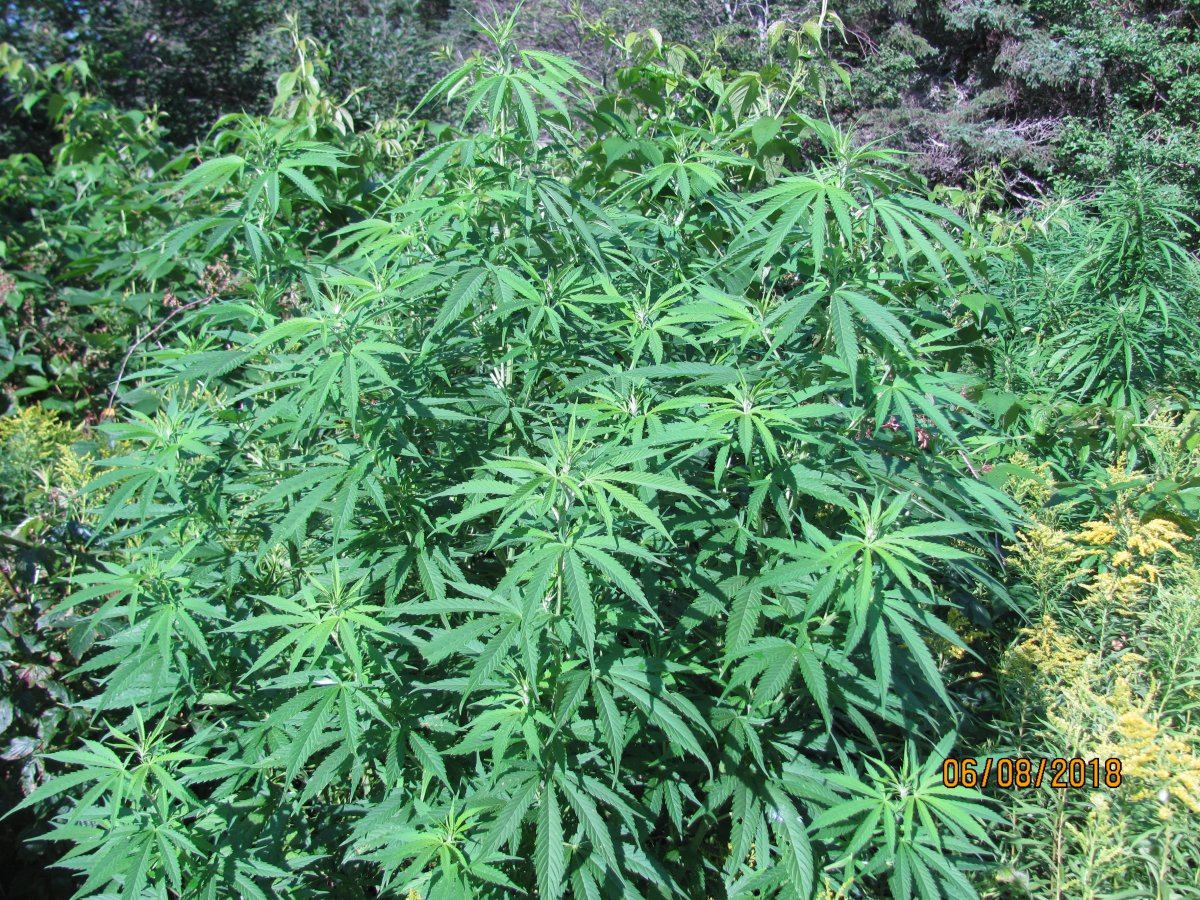 Patchgrowers patch 6