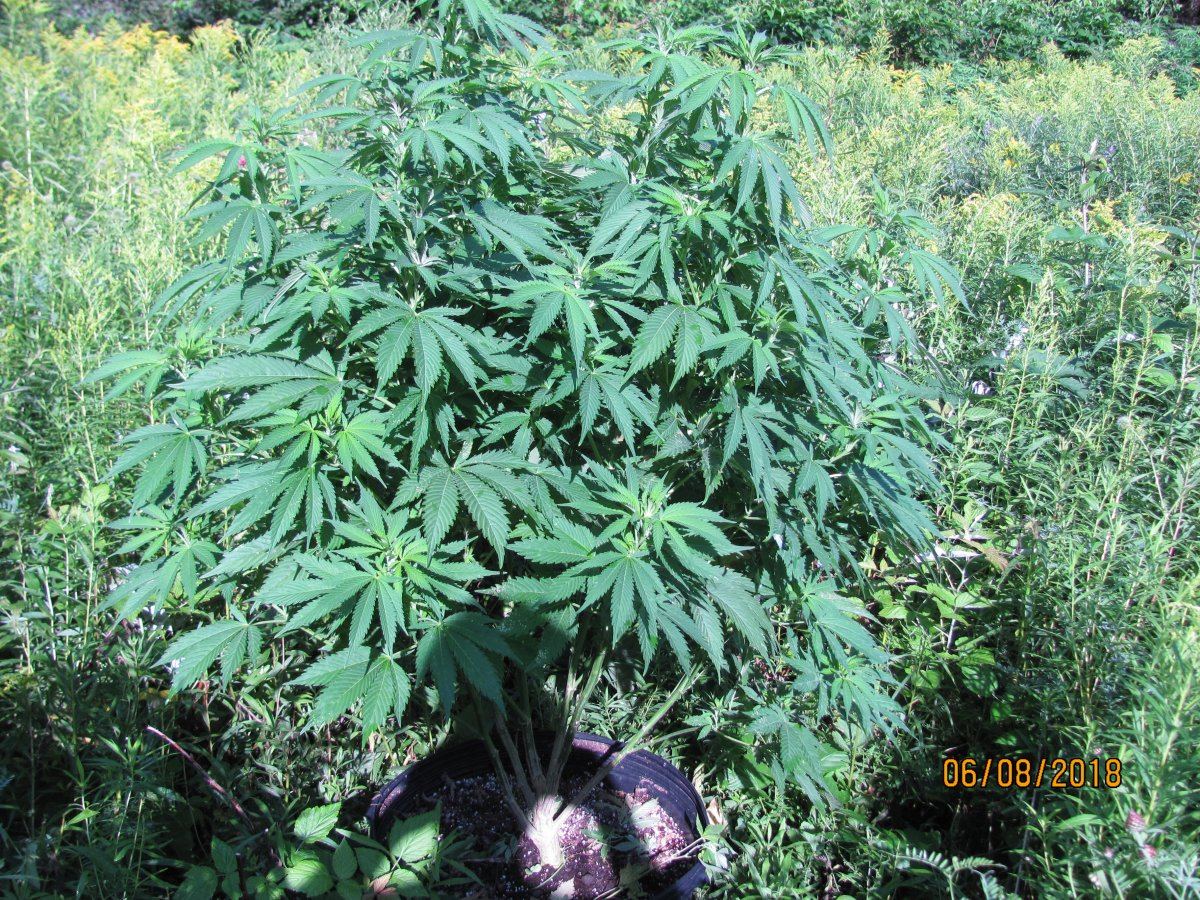 Patchgrowers patch 8
