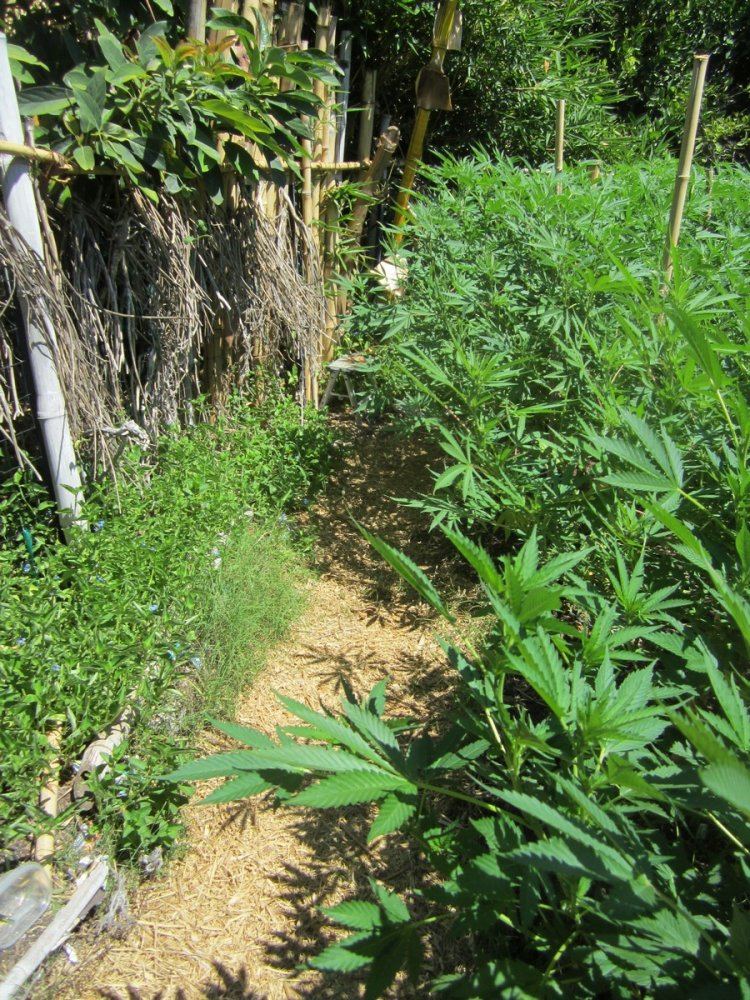 Path3