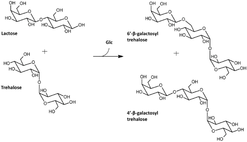 Pathway for synthesis of trehalose trisaccharide analogues via E coli b galactosidase