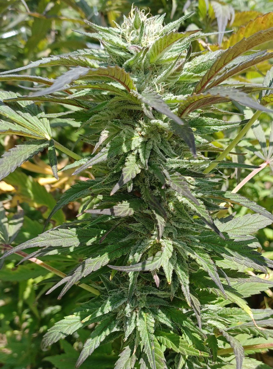 Pbb X Haymeadow 3