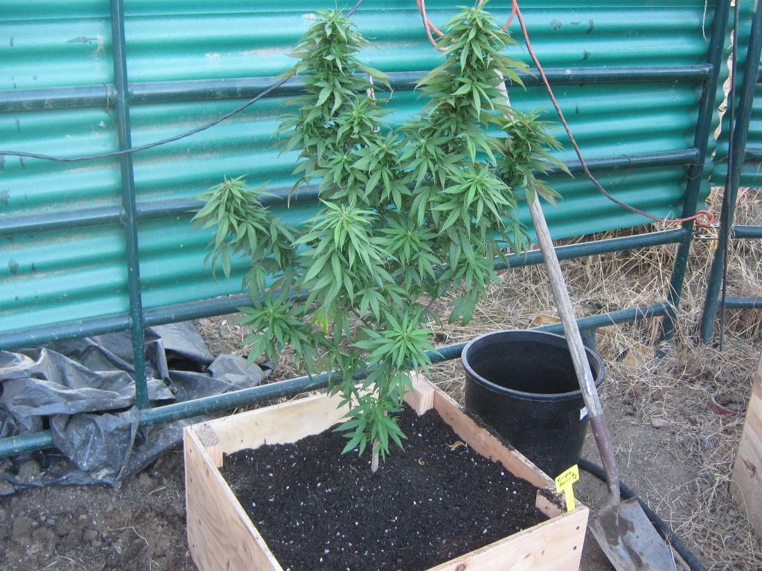 PBBX4 6 25