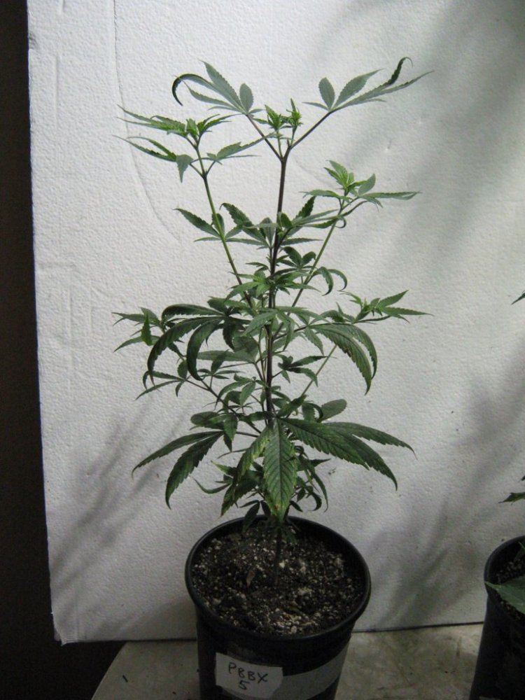 Pbbx5 4 13