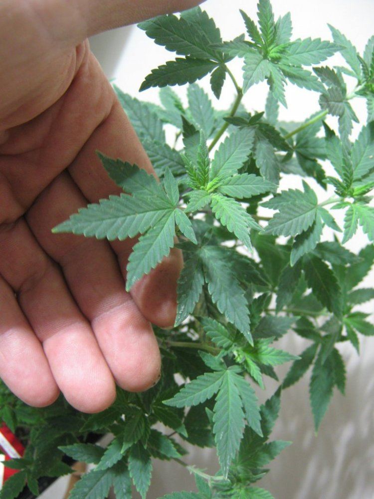 PBBX5leaf