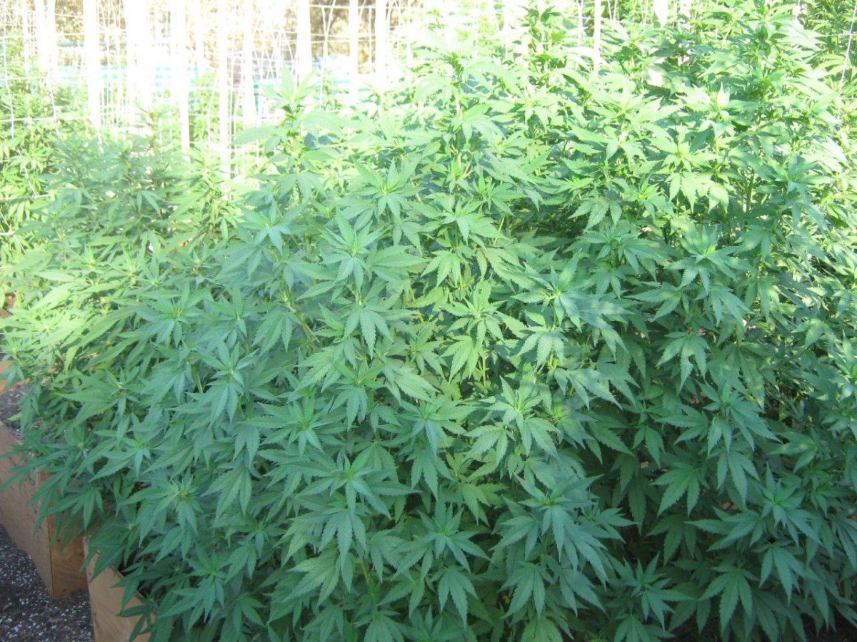 PBBXbedsmall leaf 8 17