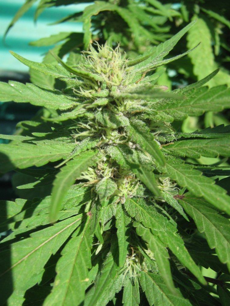 PBGreenP