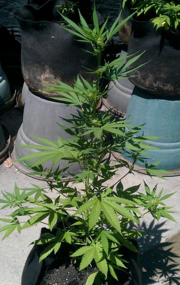 PBK  11 days flower