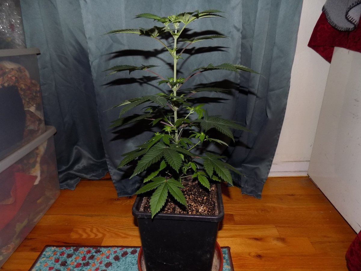 Pc 1
