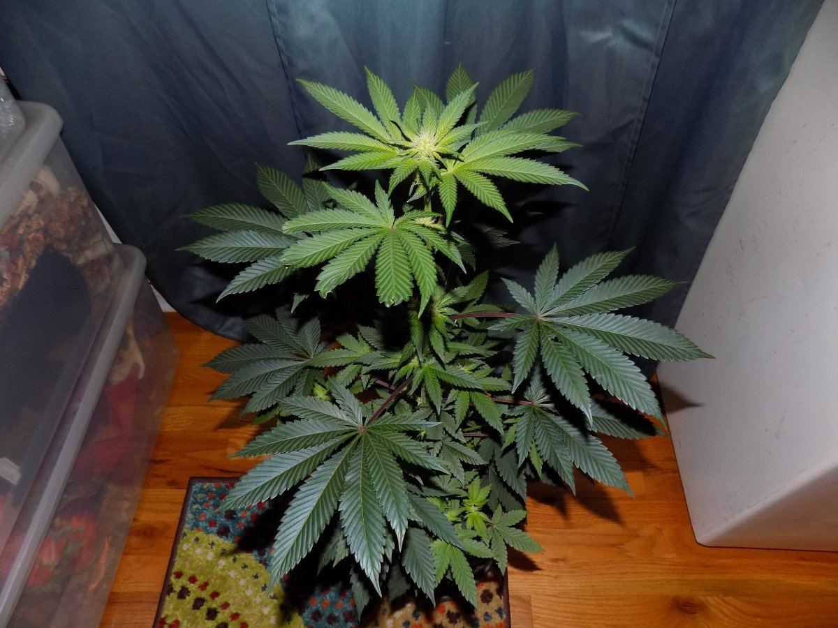 Pc 1