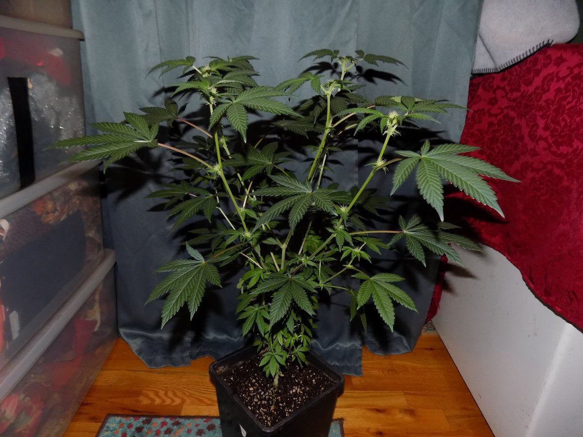 Pc 1