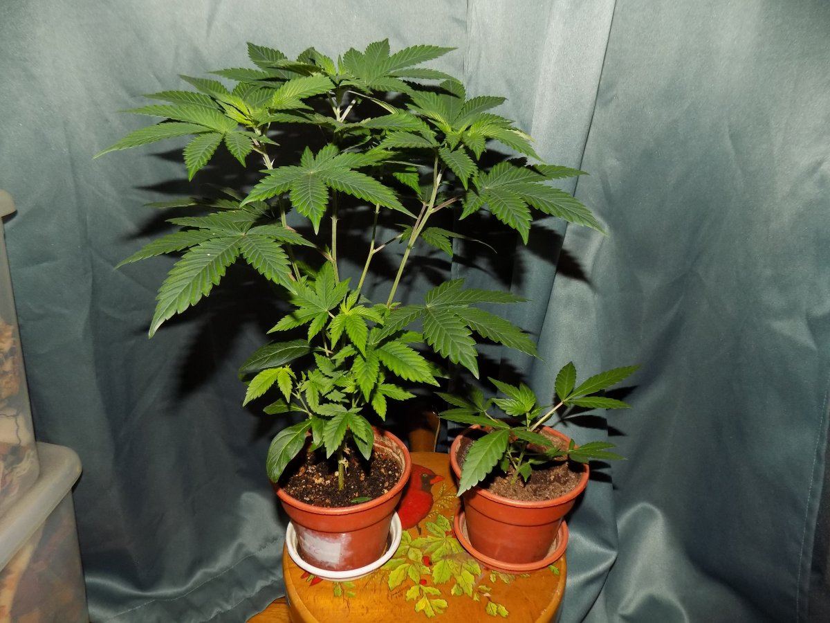 Pc 1