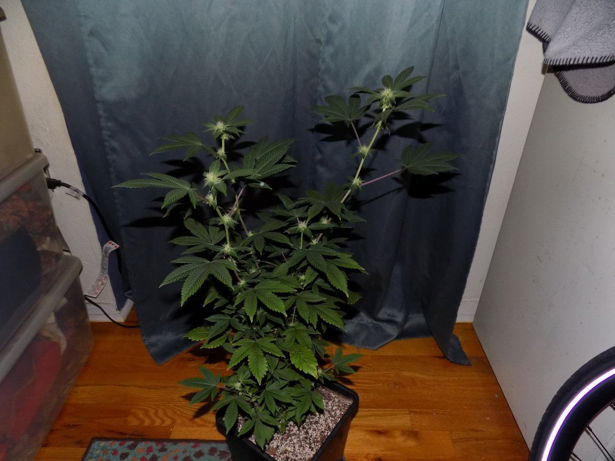 Pc 1