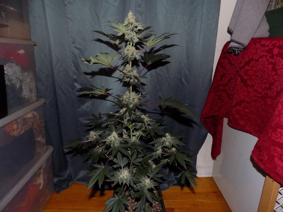 Pc 5