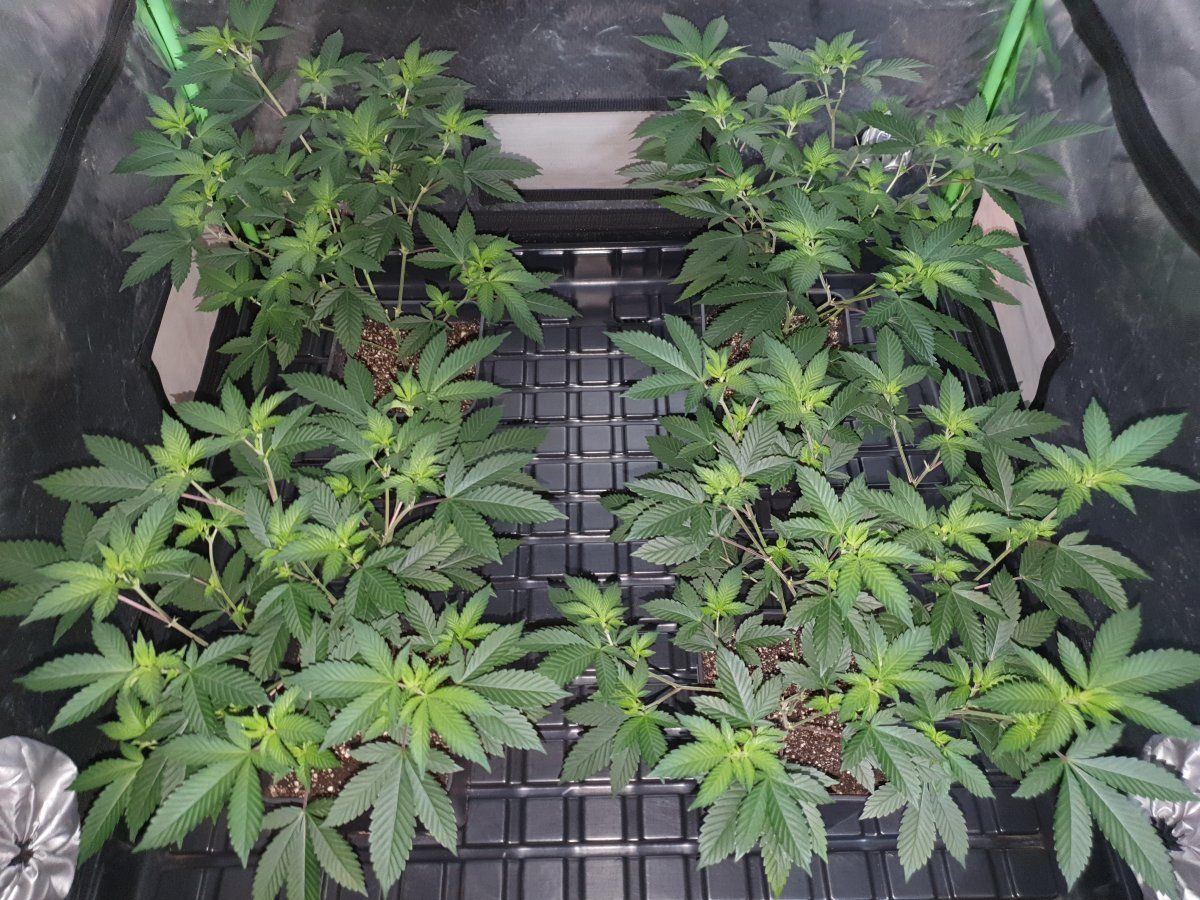 PC6 6 weeks veg before the flip