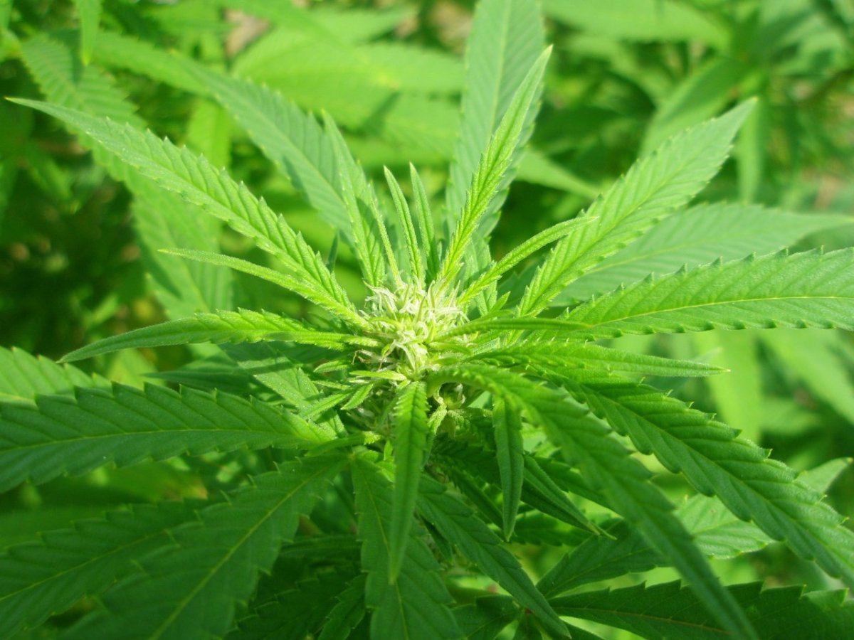 PC310967